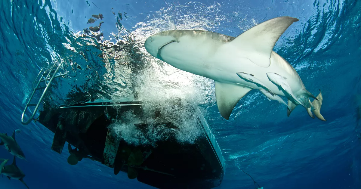 Imagen de tiburones cerca de un barco / AH