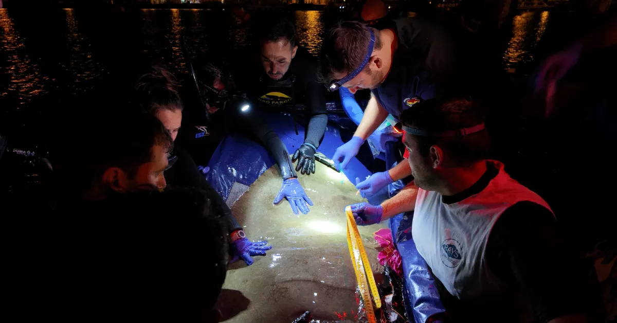 Científicos realizando el marcaje de una mantenila / LORO PARQUE