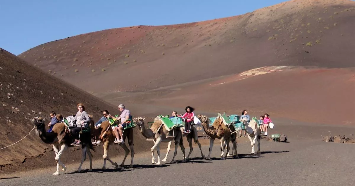 Paseos a camello en Timanfaya / AYUNTAMIENTO DE YAIZA