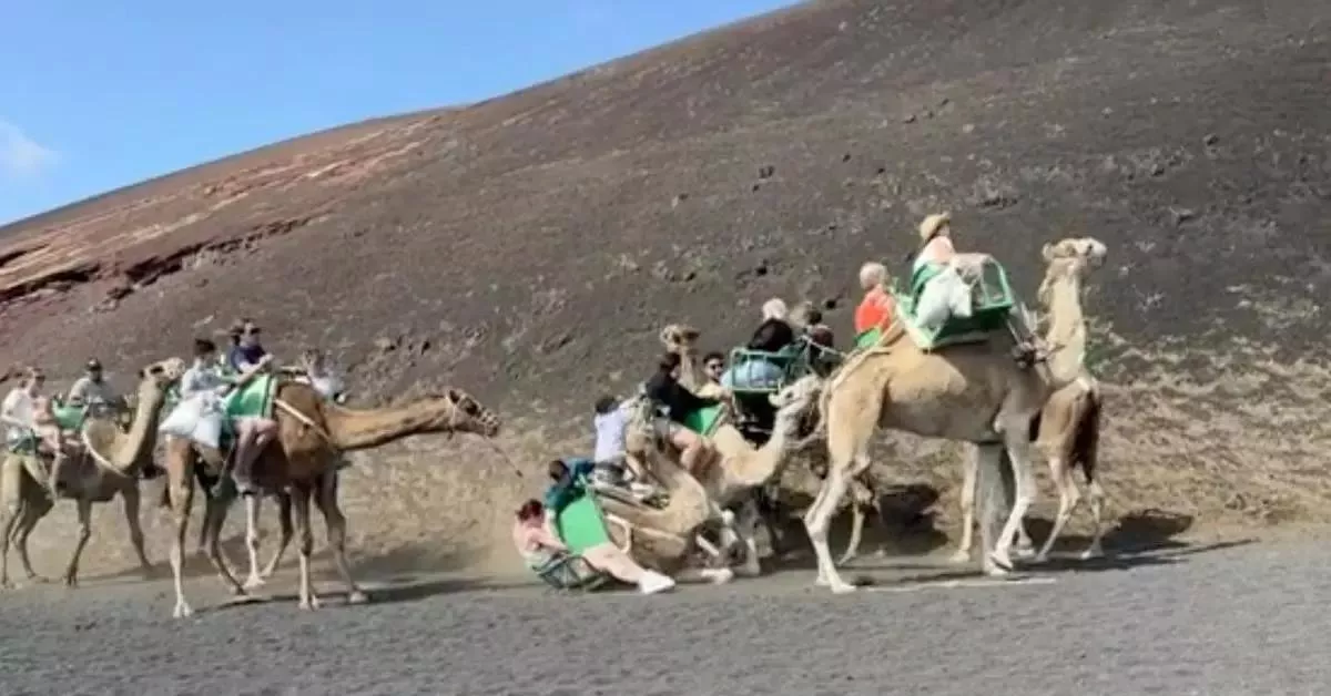 Momento en el que uno de los camellos cae al suelo / AH