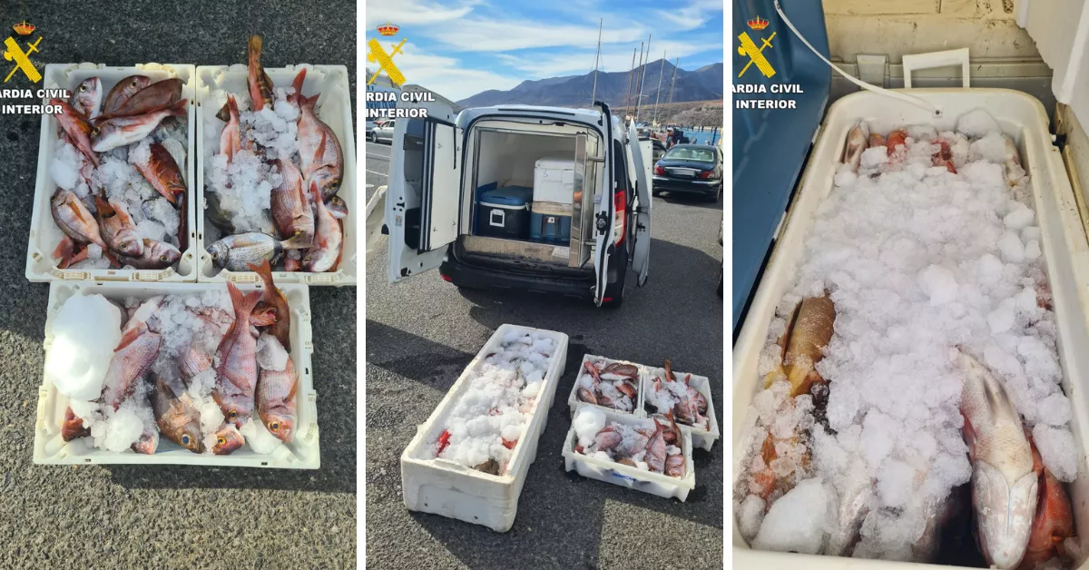 Imágenes del pescado capturado ilegalmente en Fuerteventura / GUARDIA CIVIL