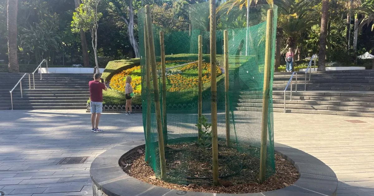 El nuevo barbuzano plantado en un parterre del parque García Sanabria / AH / BELA CABRERA