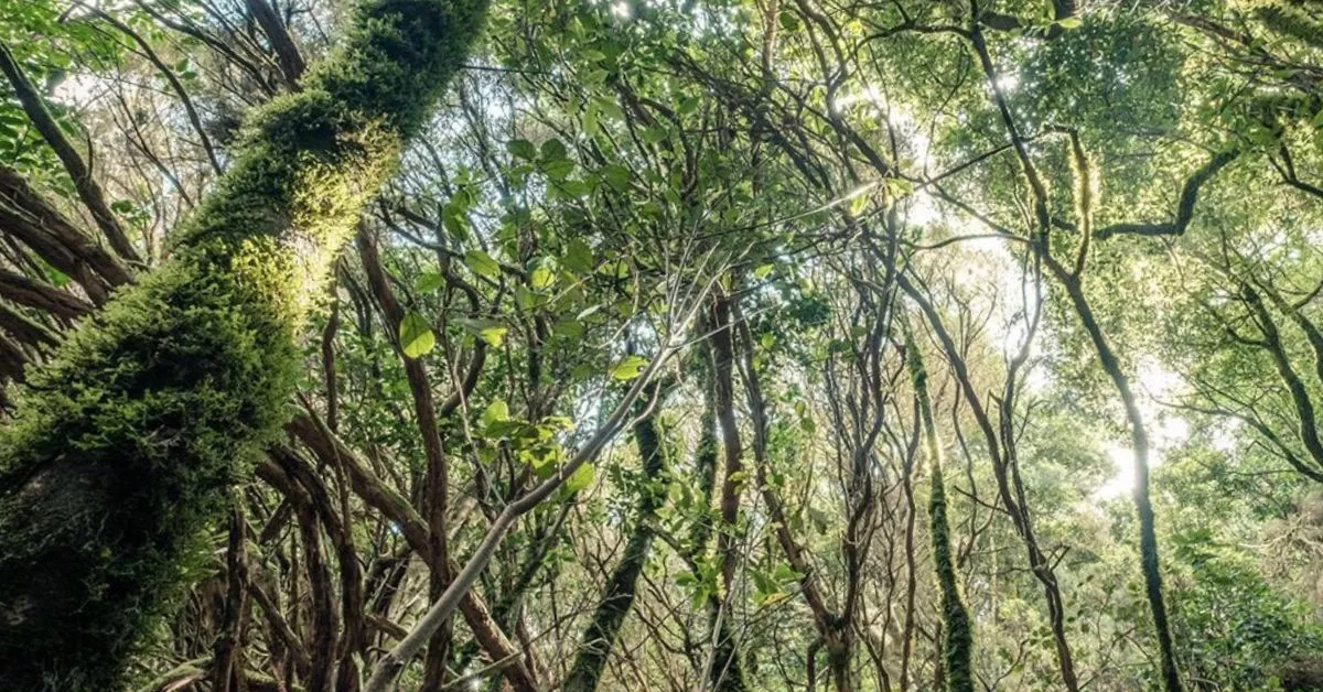 Además de fuente de alimento, los bosques canarios han servido de inspiración para relatos y leyendas./ AH.