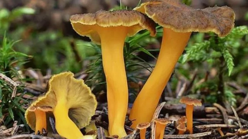 Montes de Soria Rebozuelo bosque 2 Montes de Soria Rebozuelo bosque 2