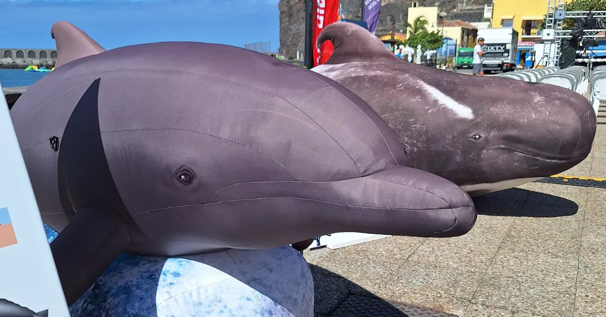 En la imagen, los cetáceos a tamaño real / LORO PARQUE 