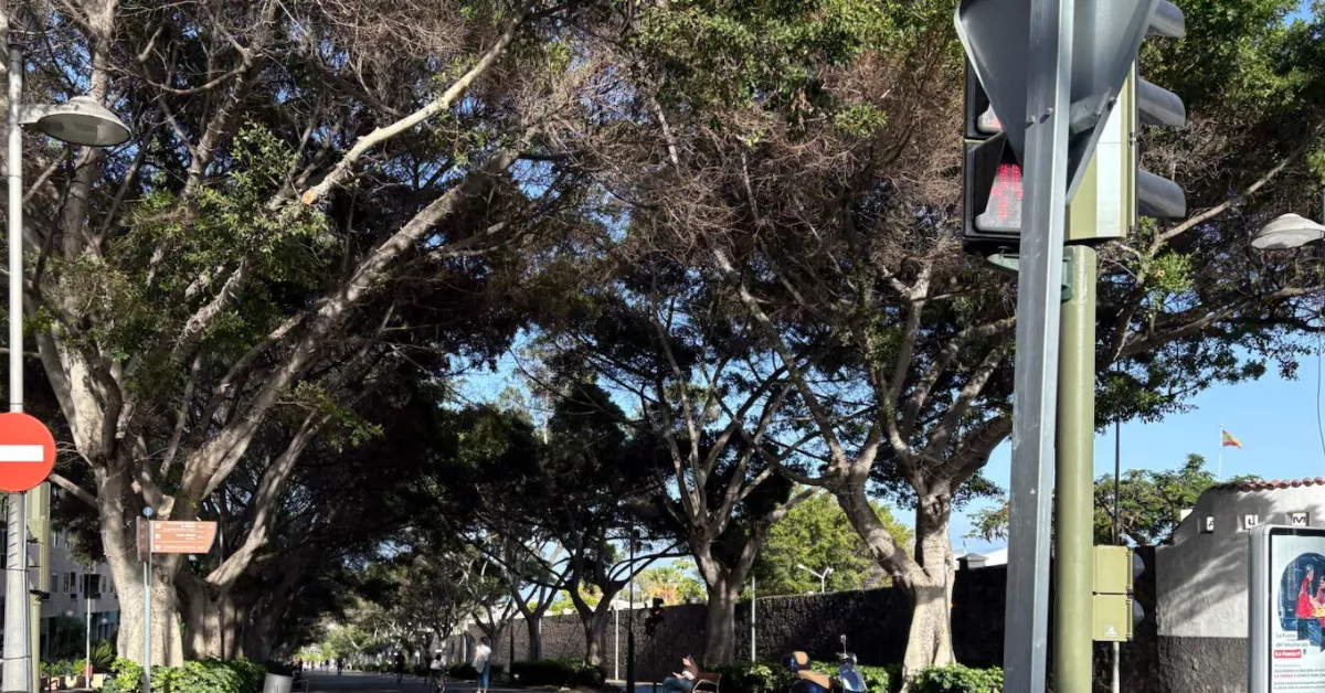 Árboles en la Rambla de Santa Cruz de Tenerife. / ATLÁNTICO HOY - BELA CABRERA