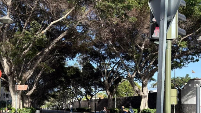 Árboles en la Rambla de Santa Cruz de Tenerife. / ATLÁNTICO HOY - BELA CABRERA