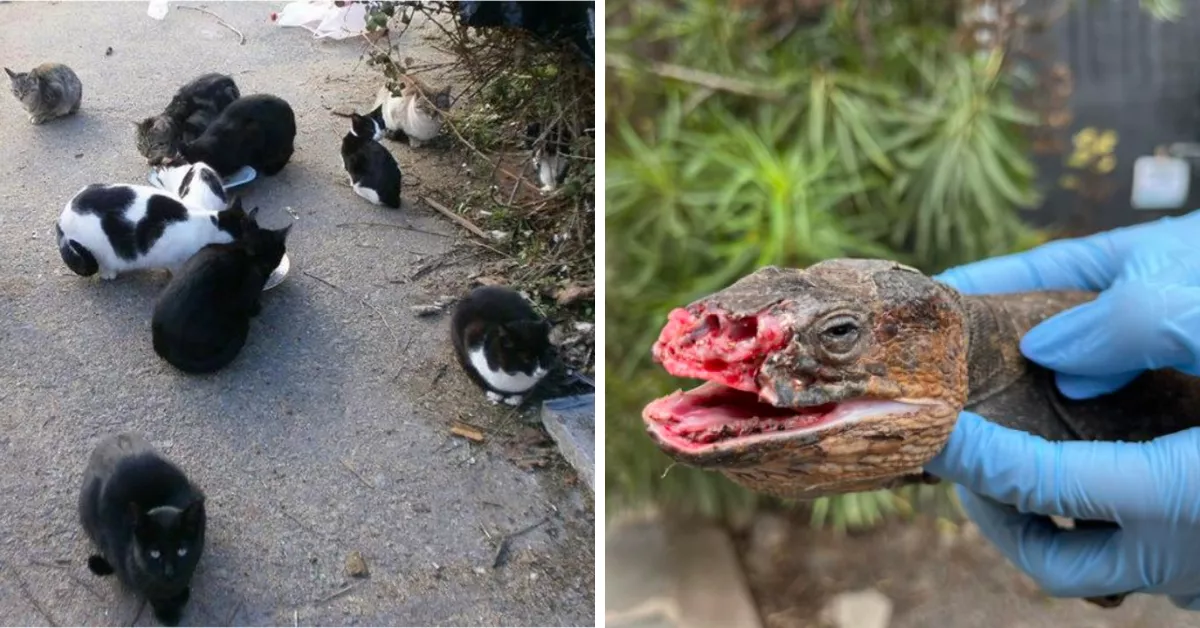 Los lagartos gigantes de Gran Canaria son las principales víctimas de las colonias de gatos en espacios naturales / MONTAJE AH