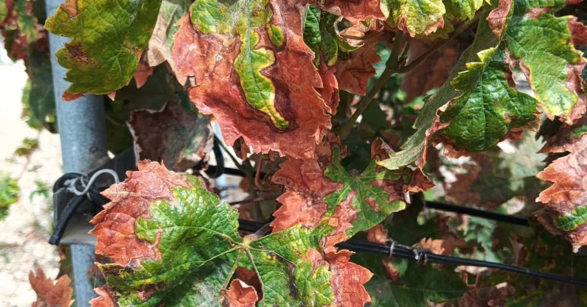 Desecación de hojas afectadas por el ataque del mosquito verde. / CEDIDA