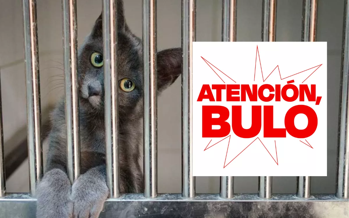 Canarias no ha autorizado la caza de gatos asilvestrados. / AH