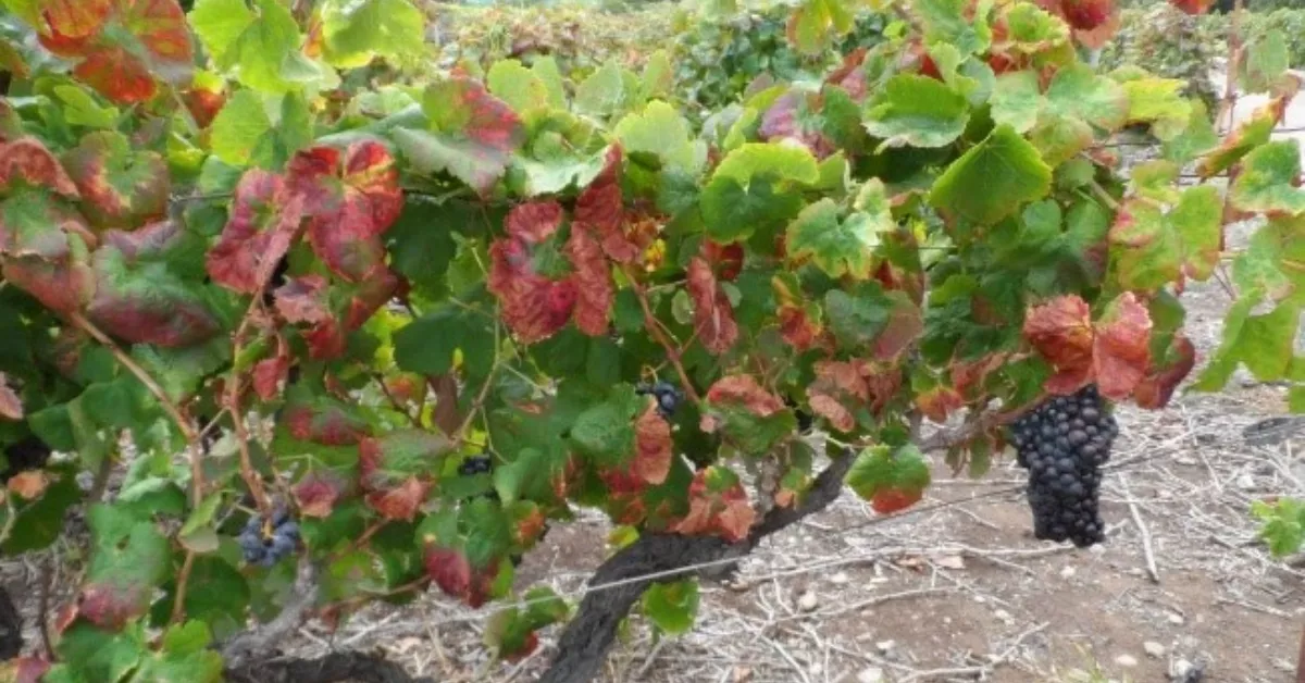 Imagen de unas viñas afectadas por el mosquito verde. / CEDIDA CABILDO DE TENERIFE