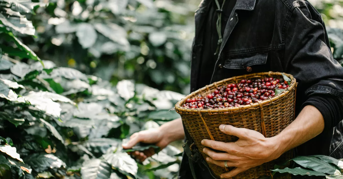 Imagen de recolección de café / CANVA