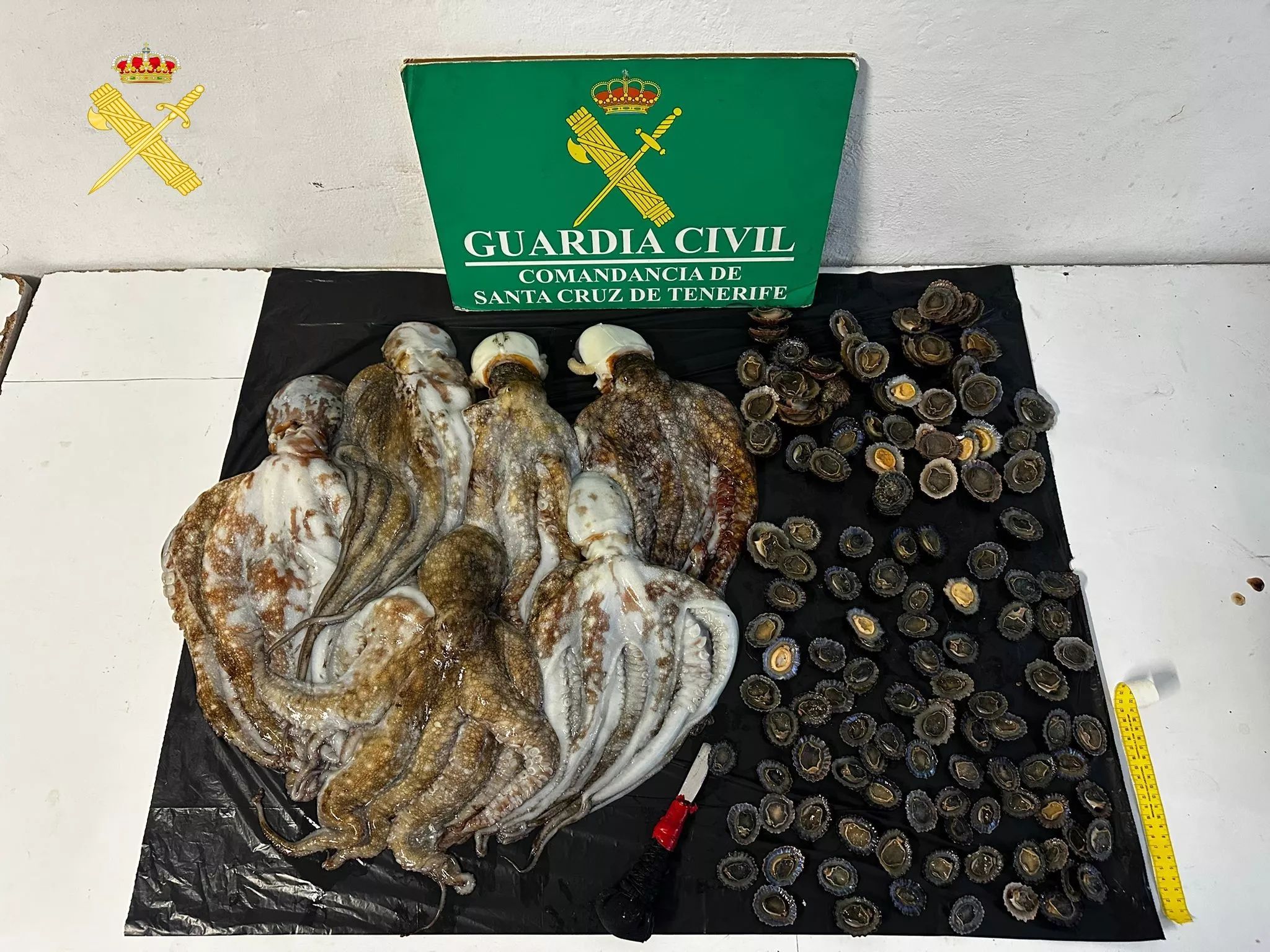 Pesca ilegal incautada / GUARDIA CIVIL