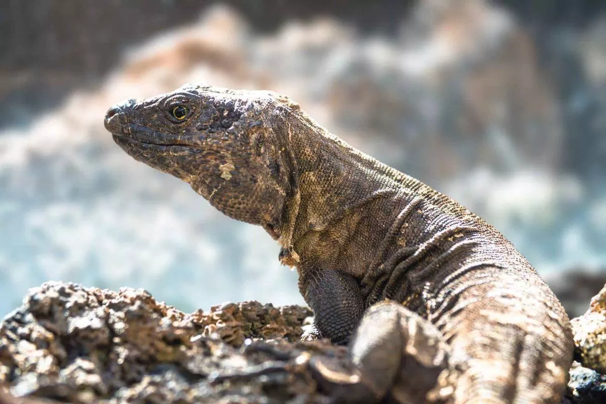 El lagarto gigante de El Hierro es una especie endémica de la isla del Meridiano, con una población total estimada en 1.500 ejemplares./ ISLAS CANARIAS.