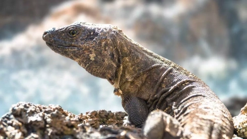 El lagarto gigante de El Hierro es una especie endémica de la isla del Meridiano, con una población total estimada en 1.500 ejemplares./ ISLAS CANARIAS.