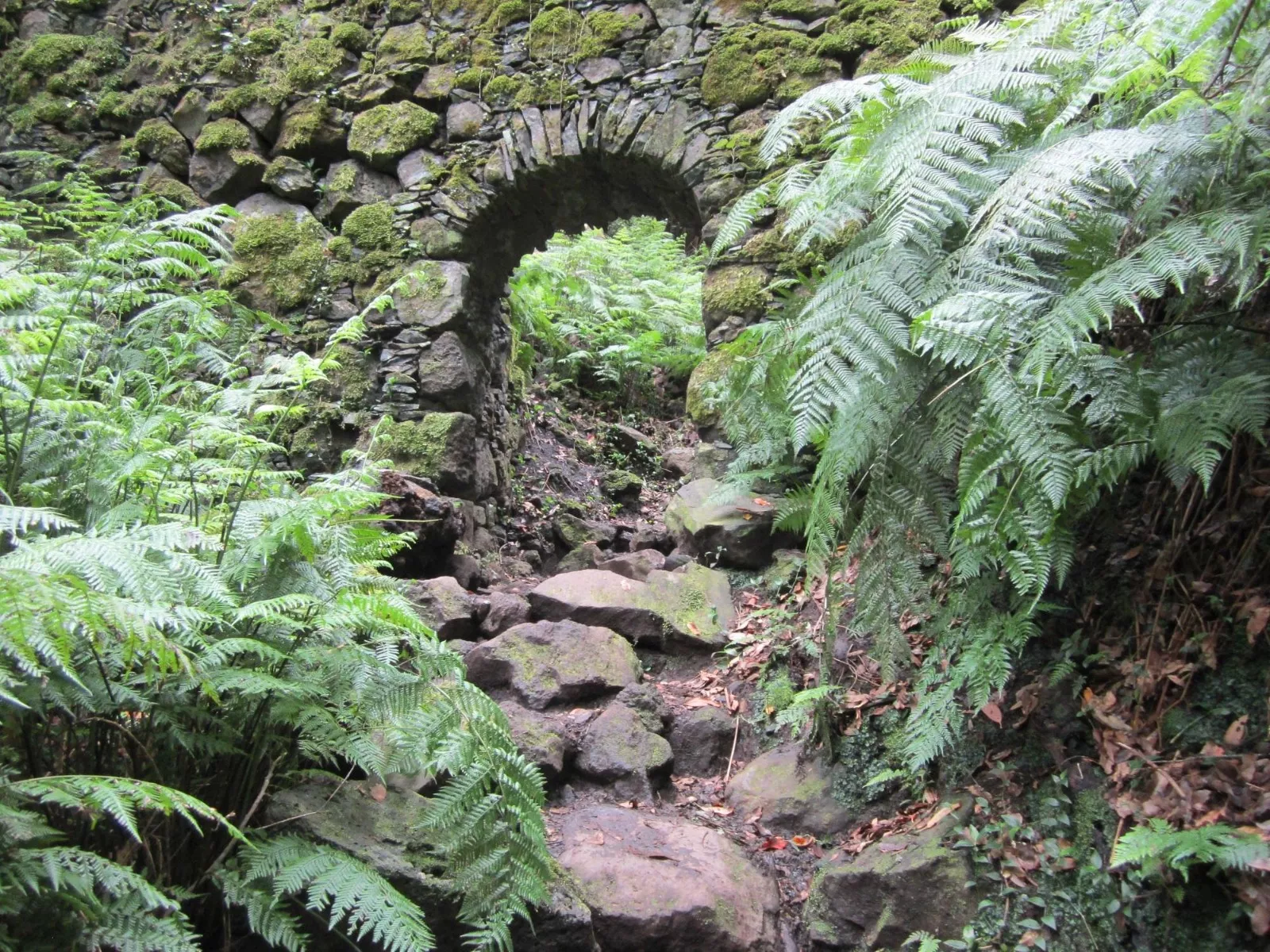 En Cubo de La Galga encontramos bosques de laurisilva y ecosistemas de fayal-brezal en uno de los senderos más bonitos de Canarias./ AH. 