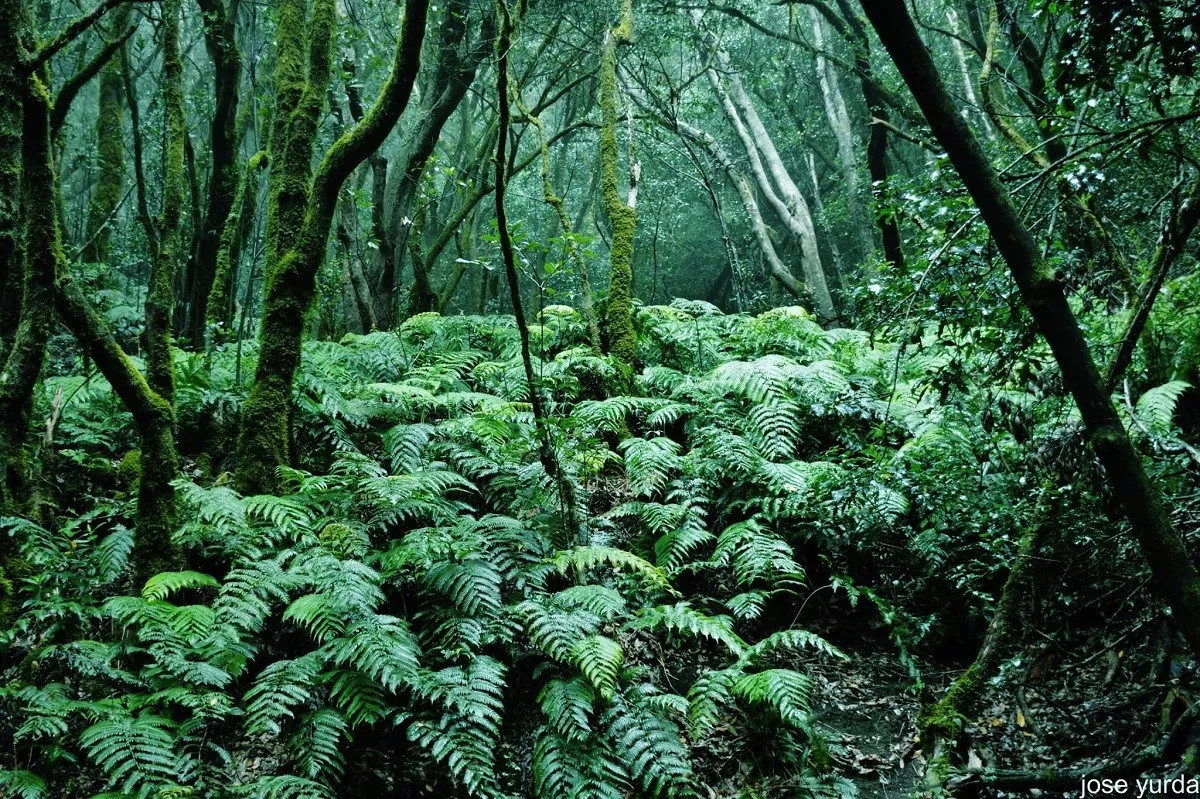 La abundante presencia de píjaras, un helecho característico de la laurisilva, da nombre a este sendero protegido./ REDES.