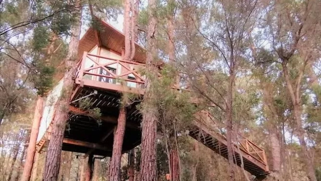 can lia arbol casa can lia arbol casa