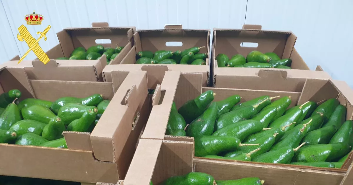 Imagen de los aguacates incautados / GUARDIA CIVIL