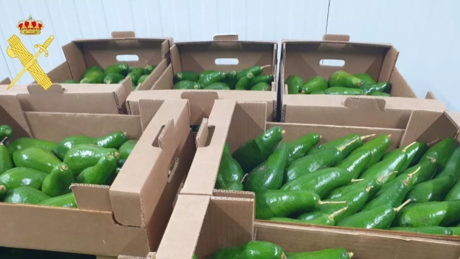 Imagen de los aguacates incautados / GUARDIA CIVIL