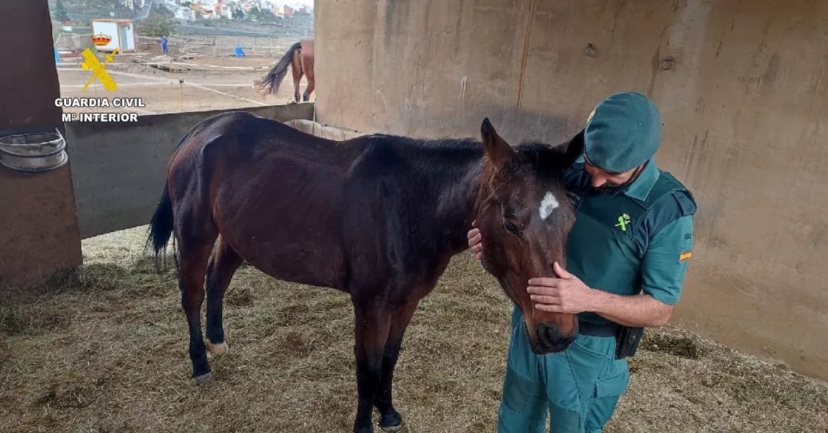 Imagen del rescate de la yegua desnutrida / GUARDIA CIVIL