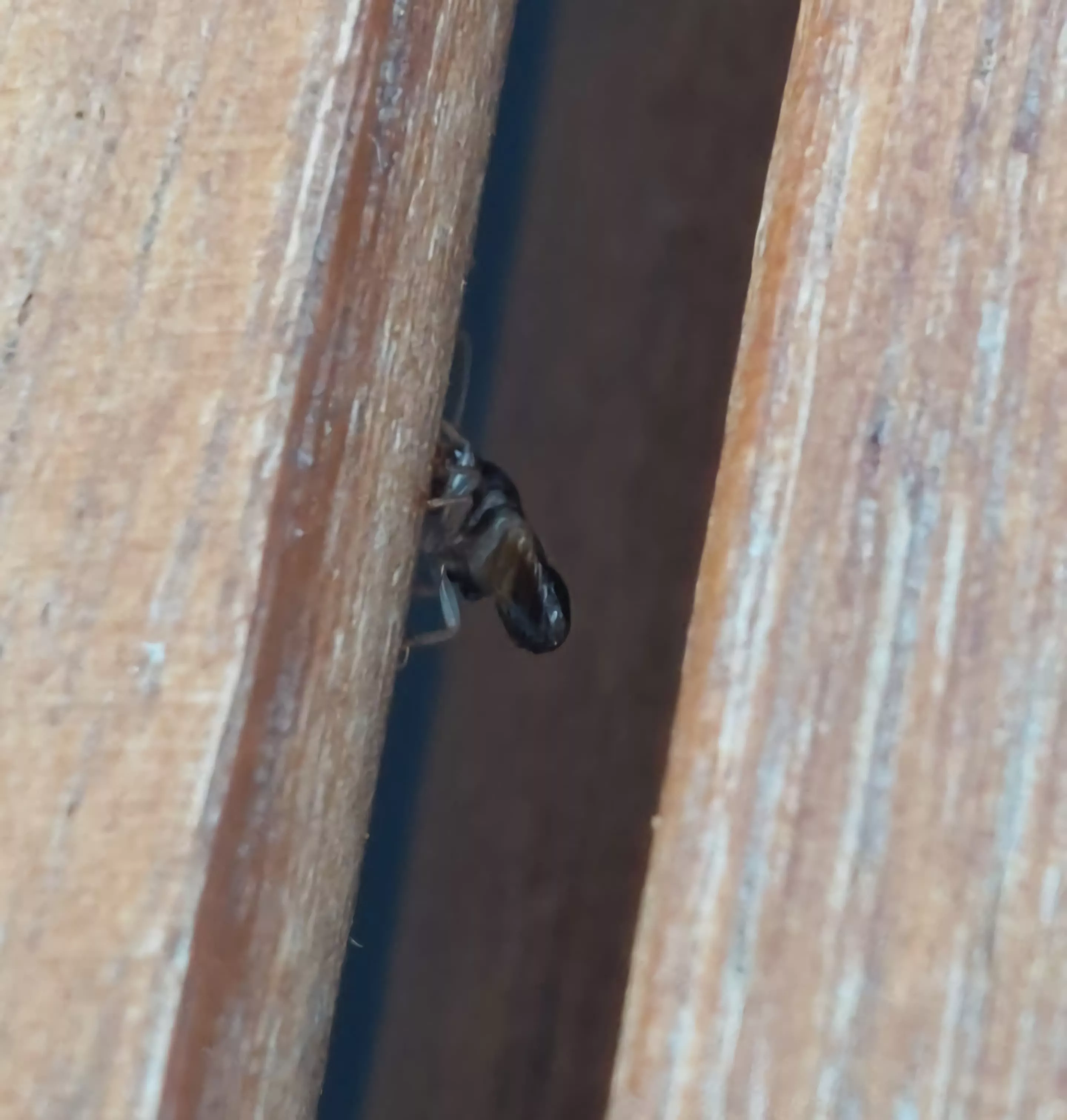 Termita kalotermes dispar en una puerta en La Laguna / CEDIDA