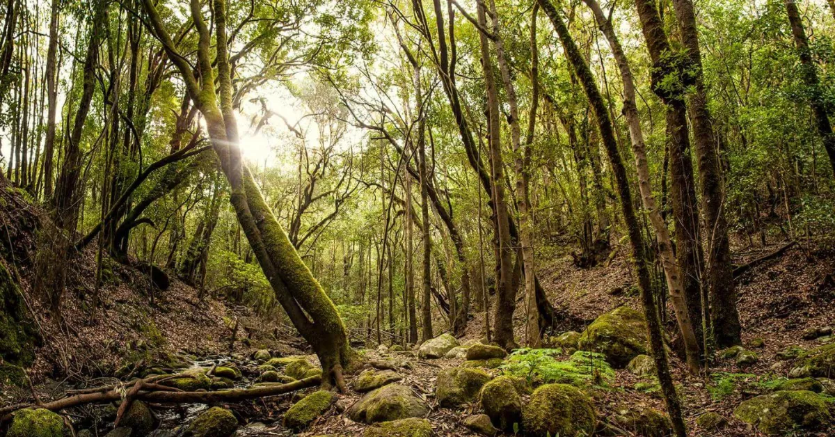 Imagen de un bosque canario ideal para visitar en otoño / LA GOMERA 