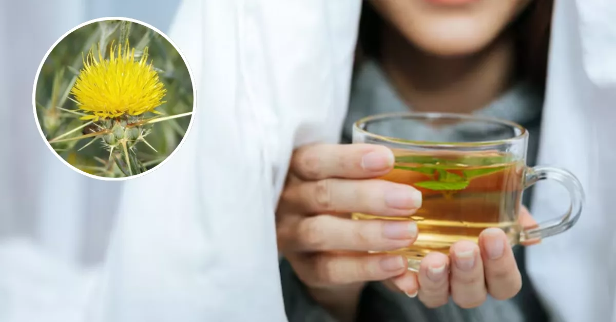 Imagen de la planta medicinal canaria / MONTAJE AH - FREEPIK