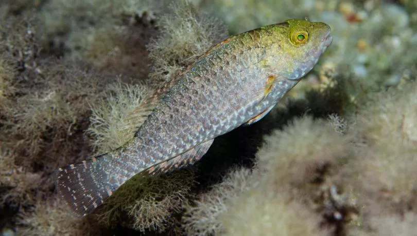 La Vieja Canaria (Sparisoma cretense). / INSTITUT DE CIÈNCES DEL MAR