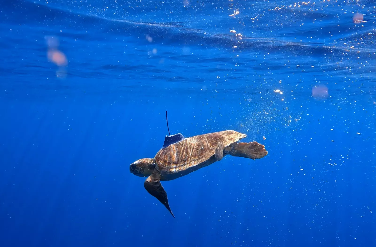 Ejemplar marcado recién soltado./ Loro Parque Fundación