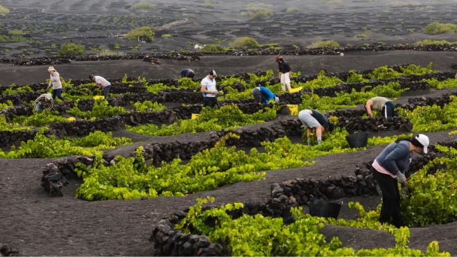 Imagen de la vendimia en el paisaje característico de La Geria / EL GRIFO Imagen de la vendimia en el paisaje característico de La Geria / EL GRIFO