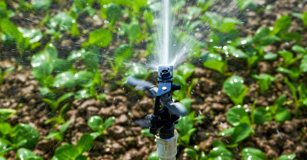 Un aspersor suelta agua en un cultivo./  IMAGEN DE LA RED