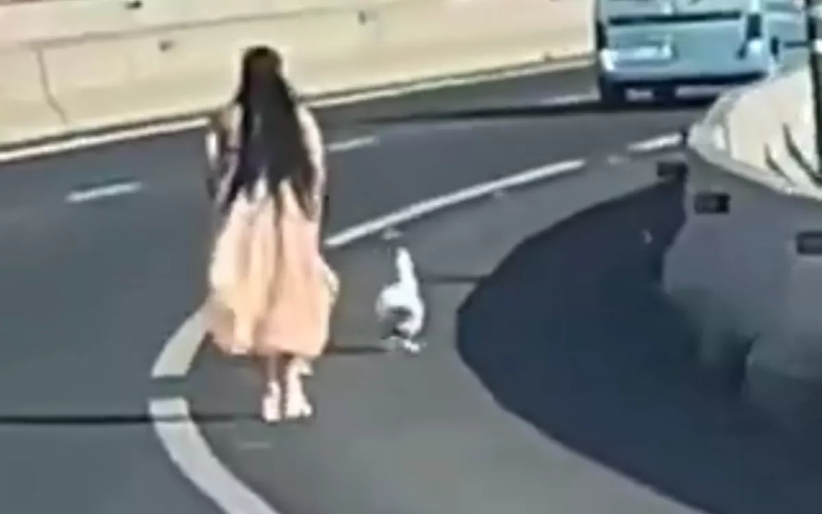 Una mujer para su coche en medio de una autopista de Tenerife y empieza a perseguir a un pato por el arcén. / AH