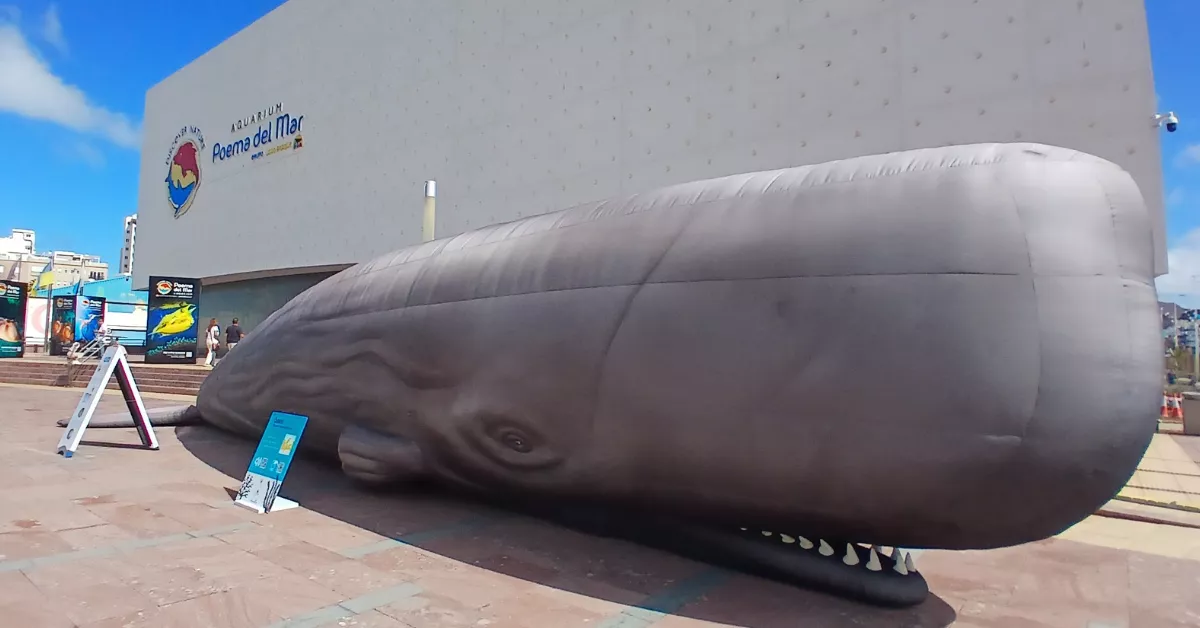 Réplicas de cetáceos a tamaño real en la exposición exhibida en la anterior edición. / POEMA DEL MAR