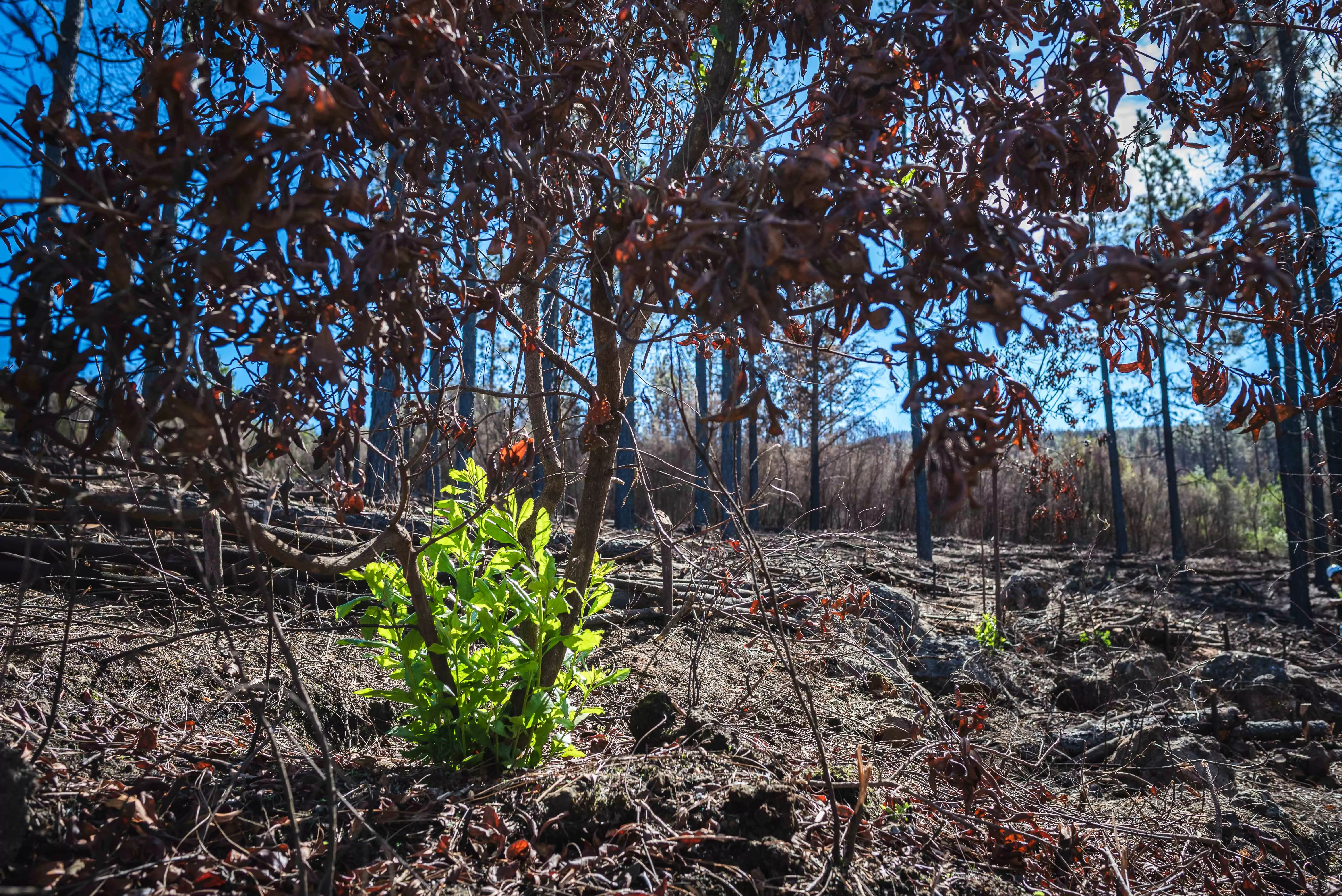 Biodiversidad de Tenerife./ CEDIDA