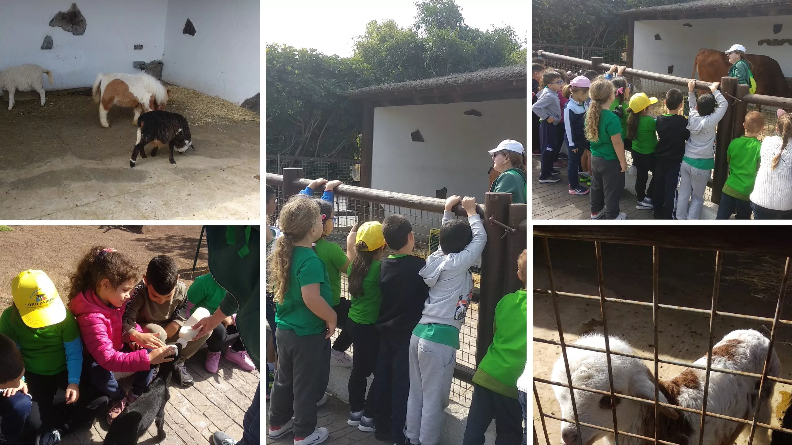 Visita de unos estudiantes al Centro Ecológico Cultural Los Olivos./ GOBIERNO DE CANARIAS