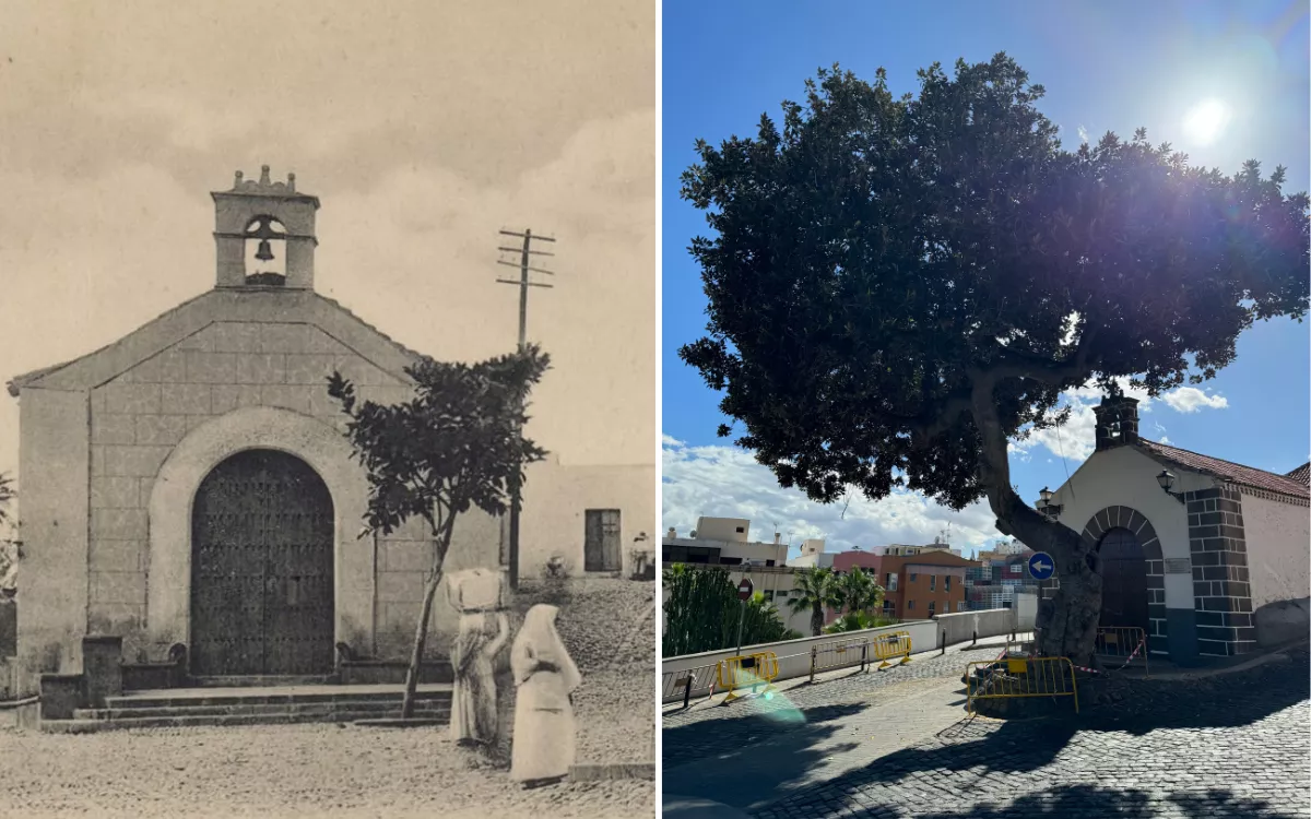 Ordenan talar el árbol centenario del Risco de San Nicolás por seguridad. En la imagen de la izquierda, el ejemplar a principios del siglo XX; a la derecha, este lunes. / AH