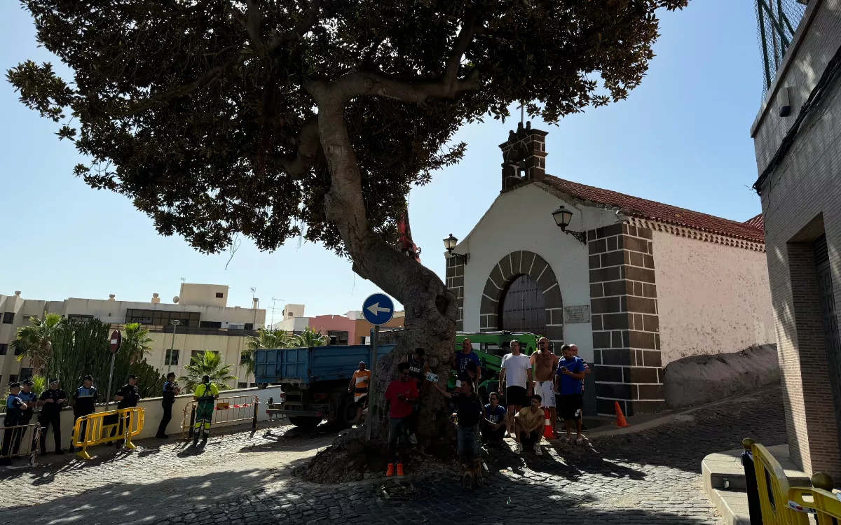 Los vecinos del Risco de San Nicolás paran la tala del árbol centenario de su barrio. / AH