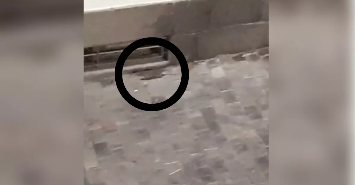 Imagen de una rata en Las Palmas / AH