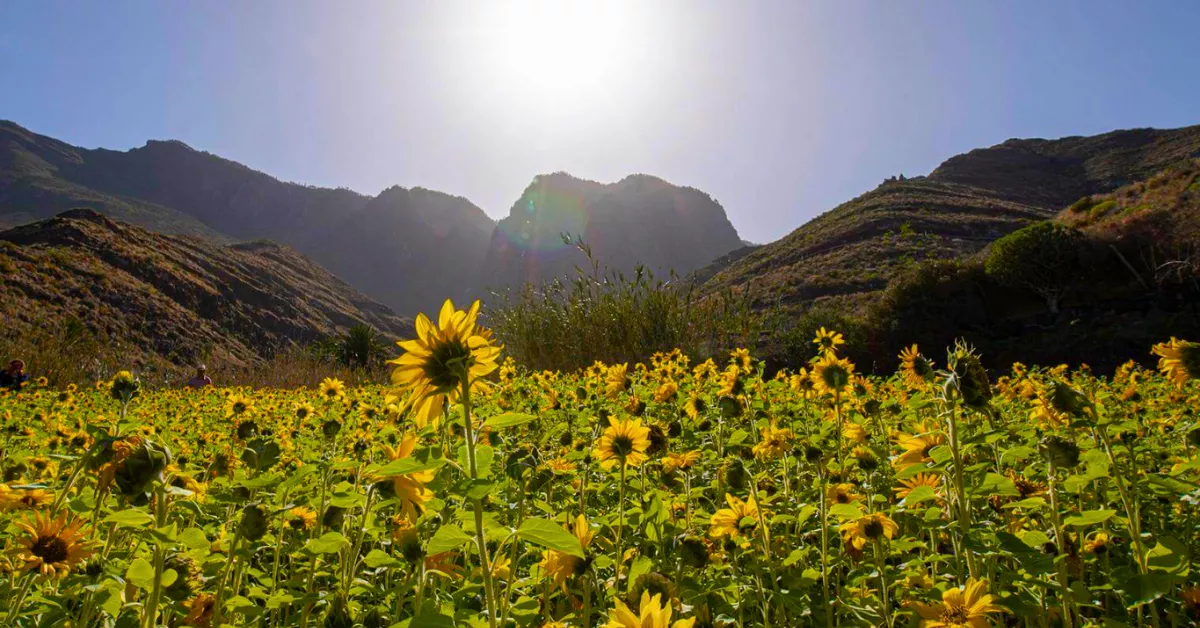 Imagen del campo de girasoles de Canarias / HOLA ISLAS CANARIAS
