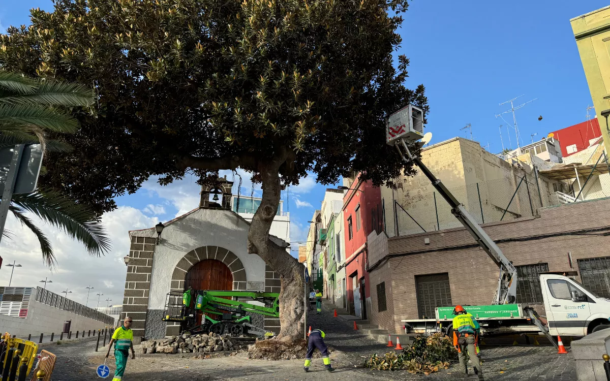 El árbol centenario del Risco de San Nicolás tendrá una segunda oportunidad con un nuevo informe. / AH