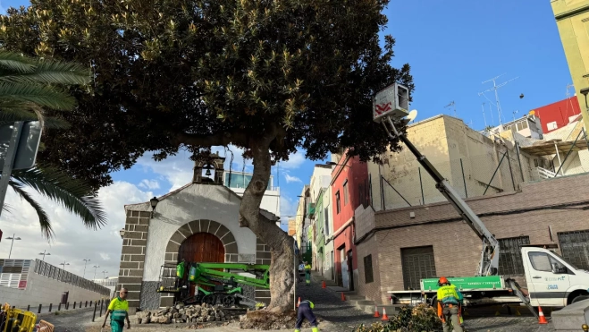 El árbol centenario del Risco de San Nicolás tendrá una segunda oportunidad con un nuevo informe. / AH El árbol centenario del Risco de San Nicolás tendrá una segunda oportunidad con un nuevo informe. / AH