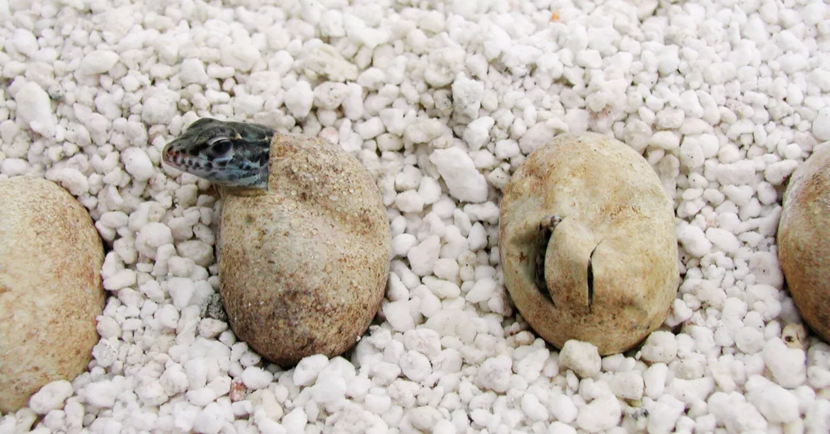 Los esfuerzos por conservar esta especie han salvado de la extinción a uno de los habitantes más antiguos de Canarias./ GOBIERNO DE CANARIAS. Los esfuerzos por conservar esta especie han salvado de la extinción a uno de los habitantes más antiguos de Canarias./ GOBIERNO DE CANARIAS.