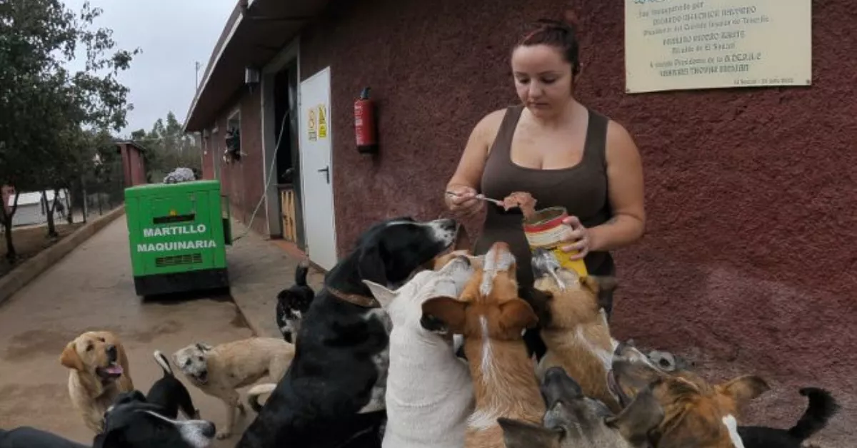 Una trabajadora de Adepac alimenta a varios perros en el refugio de El Sauzal./ ARCHIVO