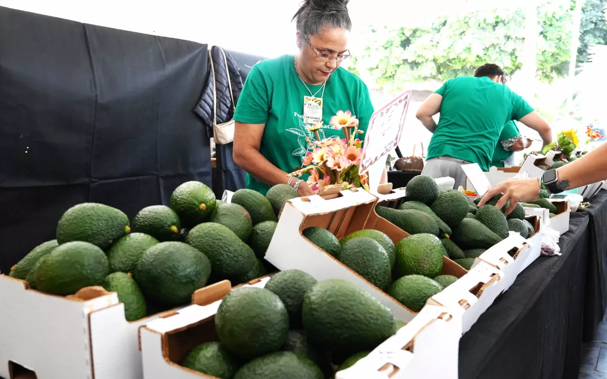 El aguacate de Mogán arrasa: 10.000 asistentes y 5 toneladas vendidas en su feria. / AH