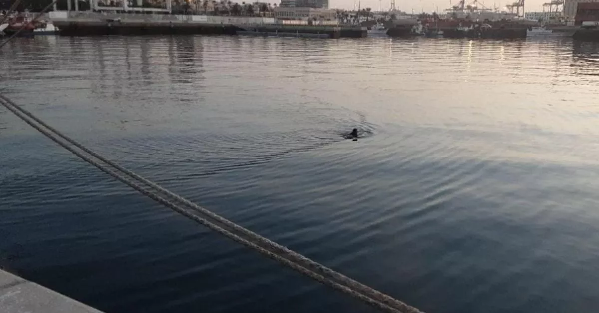 El hombre tras tirarse del muelle Sanapú y ser rescatado del agua por la Policía Portuaria. / ATLÁNTICO HOY