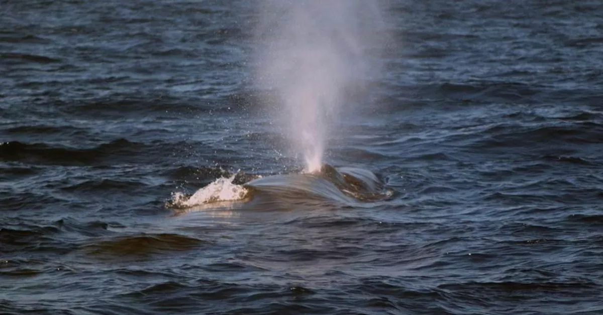 A pesar de su gran tamaño, el rorcual norteño es una de las especies de ballena más veloces./ X.