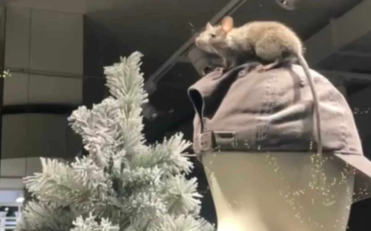 La ratas se cuelan en los comercios de Mesa y López por Navidad. En la imagen, un roedor en la cabeza de un maniquí. / AH