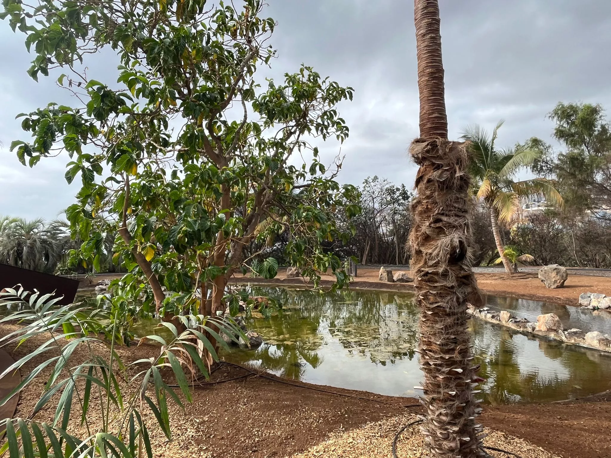 Nuevo lago en el espacio Papúa Nueva Guinea del Palmetum. / AH / BELA CABRERA.