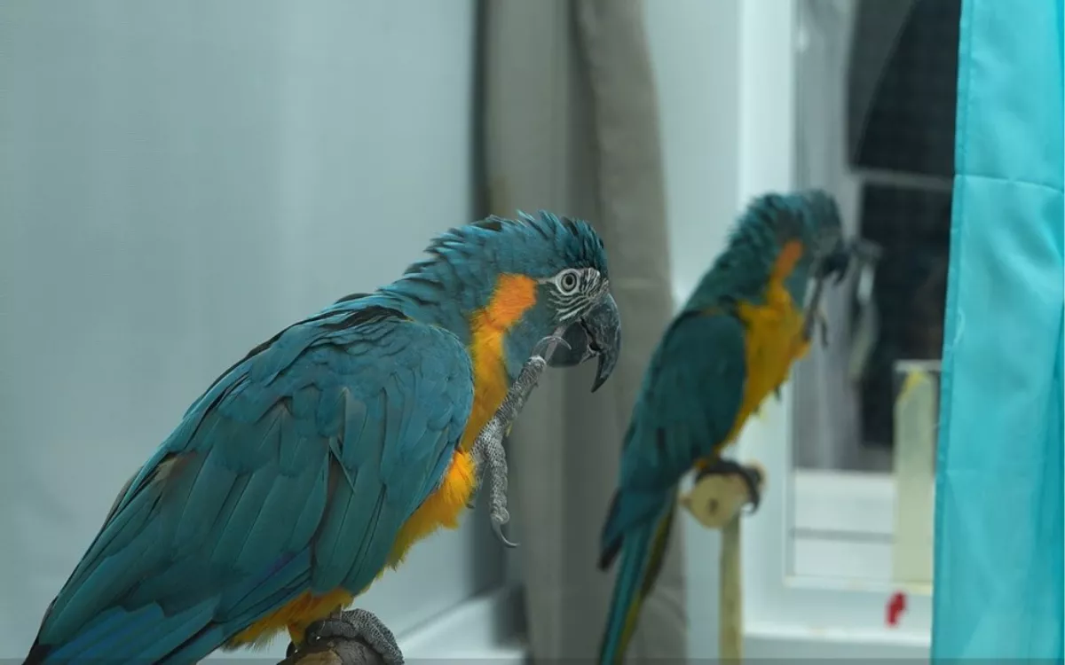 Loro Parque Fundación colabora en un estudio que revela la gran capacidad de imitación de los loros. / AH